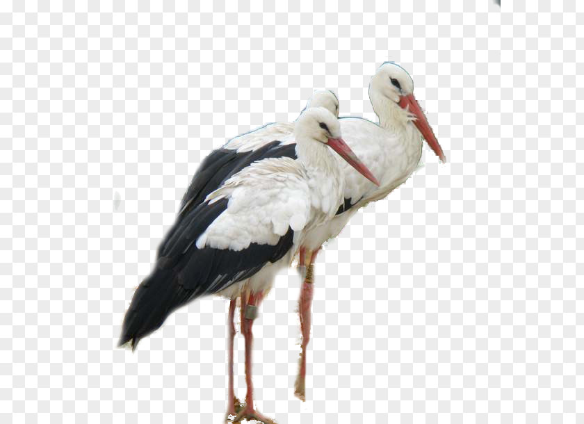 Bird White Stork Montagu's Harrier Beak Bald Eagle PNG