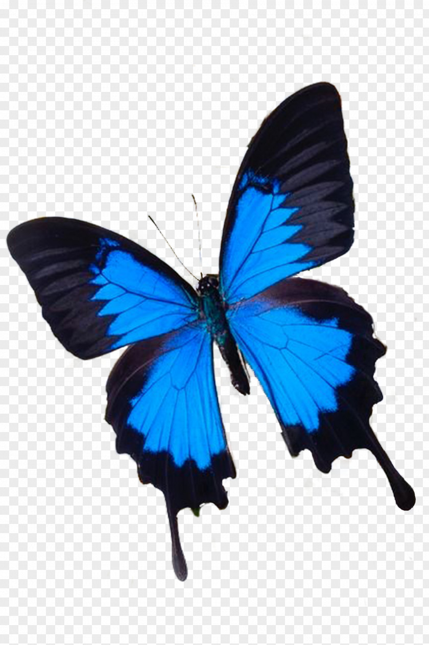 Butterfly Blue White Flower Photography PNG