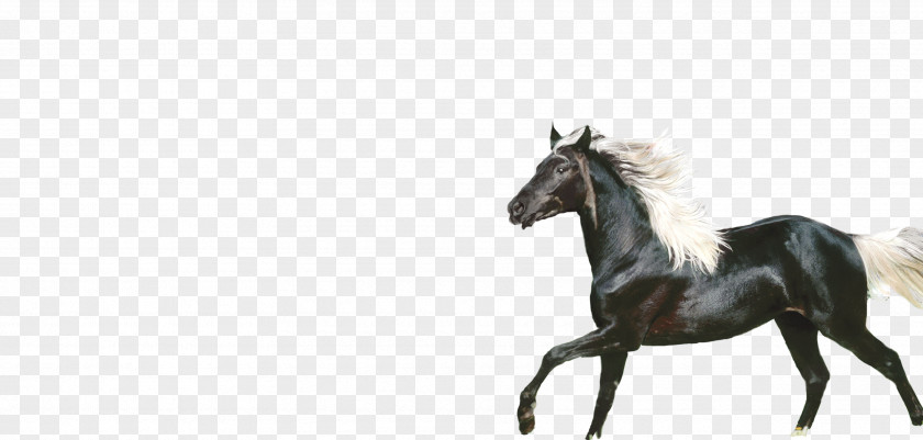 Dark Horse Stallion Icon PNG