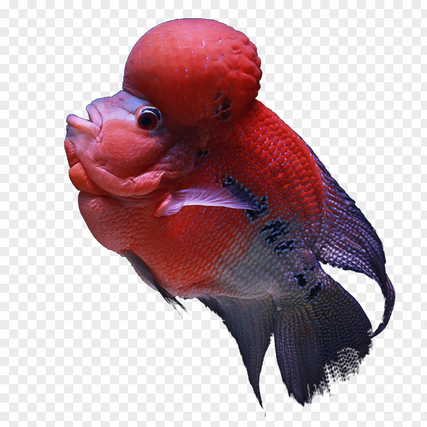 Fish Koi Aquarium India Tropical PNG