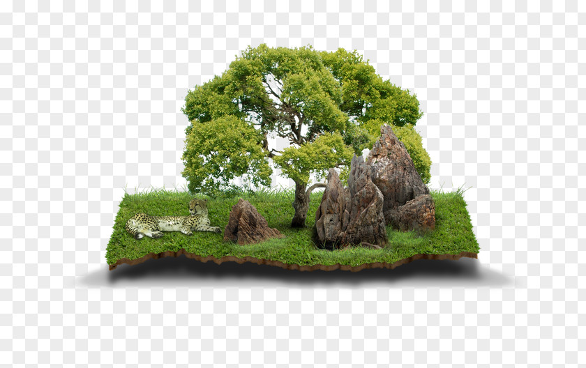 Islet Shrub Green Grass Background PNG