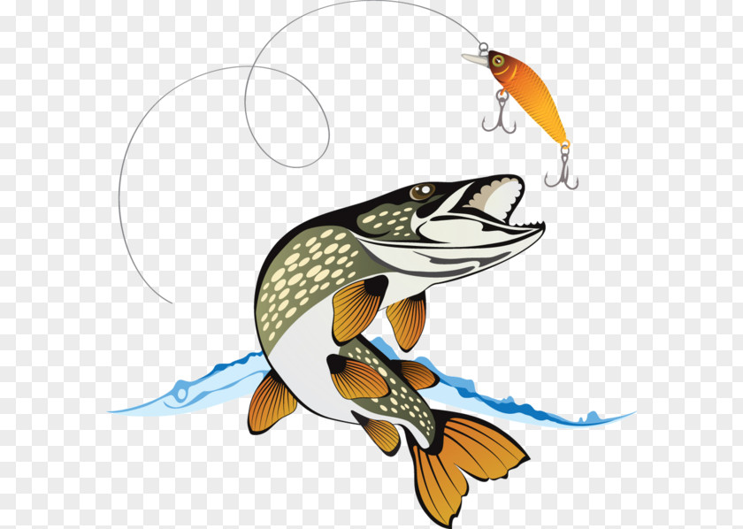 Jumping Little Fish Northern Pike Royalty-free Stock Photography Illustration PNG