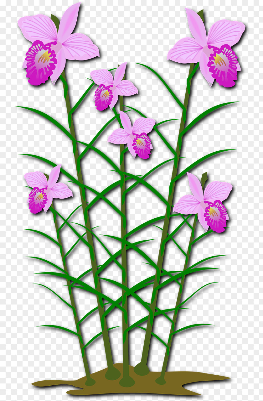 Plants Orchids Clip Art Flowering Plant Openclipart PNG