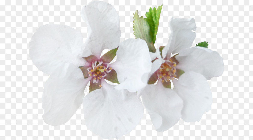Tree Blossom Moth Orchids Branch PNG