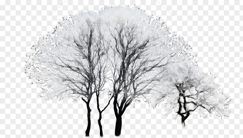 Twig Drawing /m/02csf Winter PNG