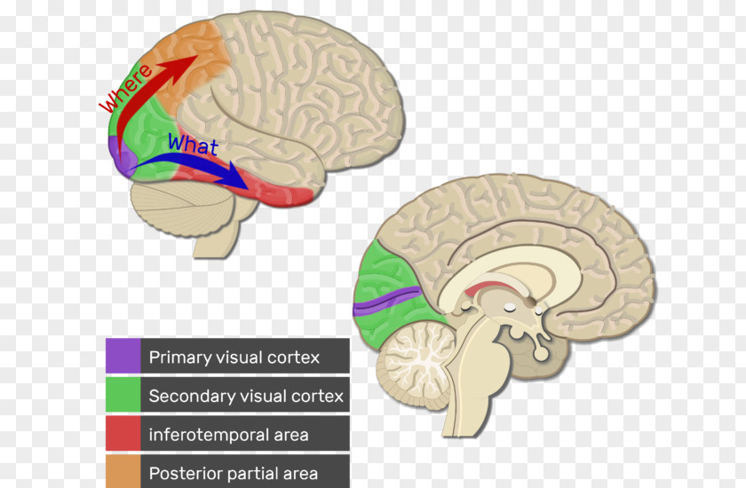 Brain Visual Cortex Cerebral Auditory PNG