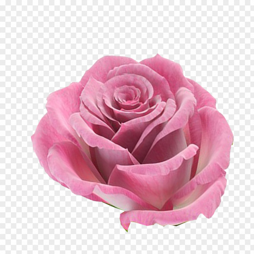 FLORES Rose Flower Pink PNG