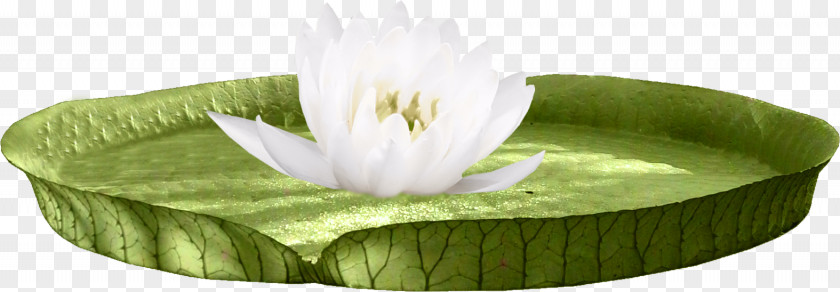 HD Lotus Nelumbo Nucifera U756bu8377u82b1 Clip Art PNG