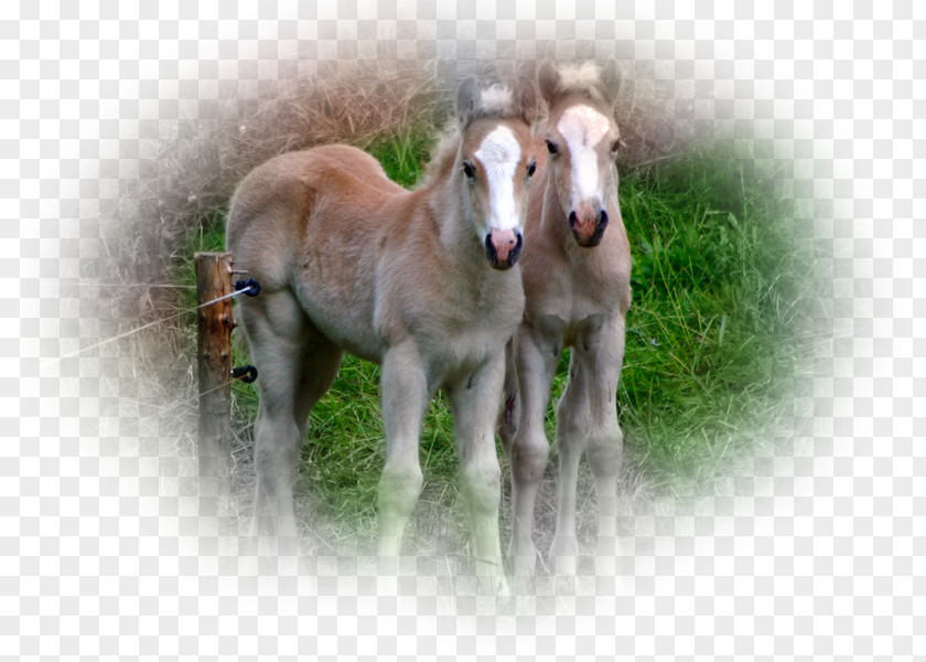 Mustang Mare Foal Shetland Pony PNG