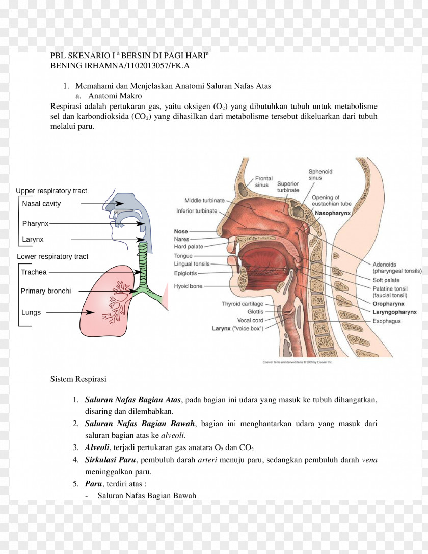 Upper Respiratory Tract Infection System Anatomy PNG