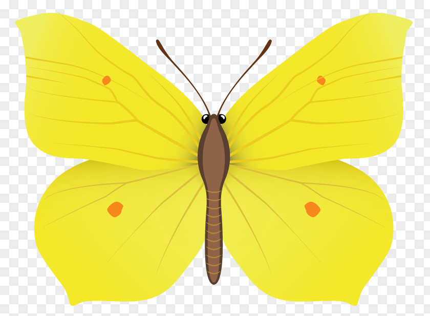 Yellow Butterfly Clipart Image Nymphalidae Pieridae Moth Wing PNG