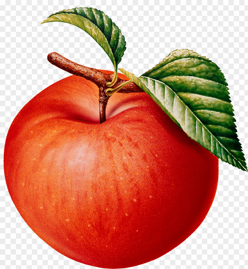 Apple Fruit Pome Clip Art PNG