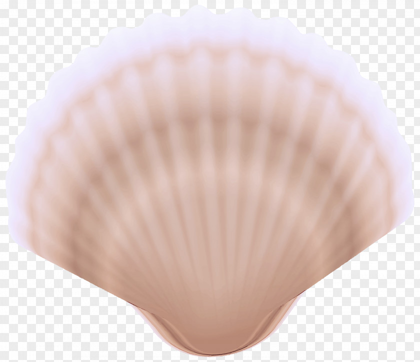 Beige Shellfish Bivalve Cockle Shell Clam Pink PNG