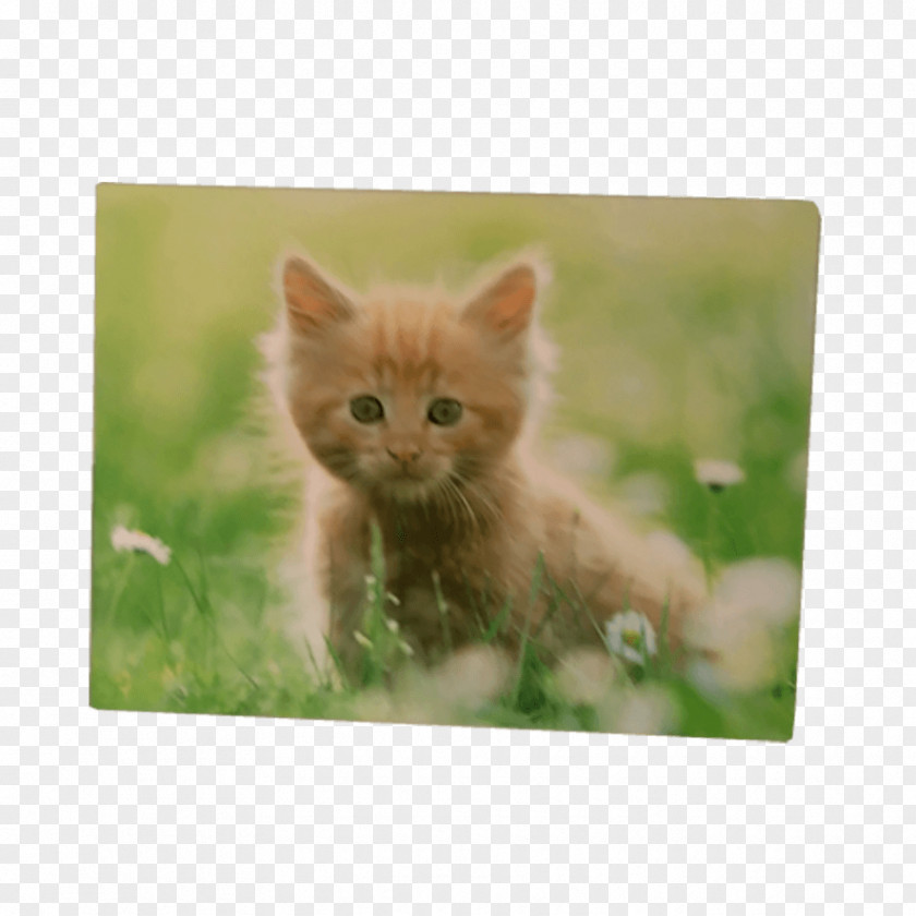 Kitten Whiskers Tabby Cat Domestic Short-haired Maine Coon PNG
