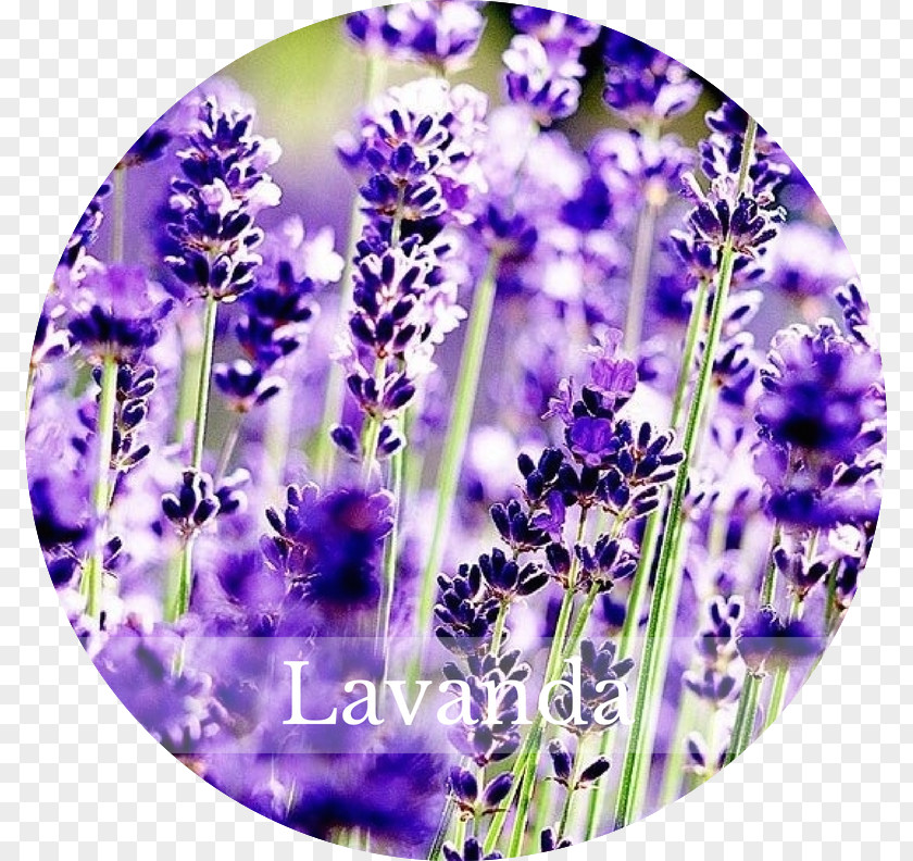 Lavanda English Lavender French Perennial Plant Flower PNG