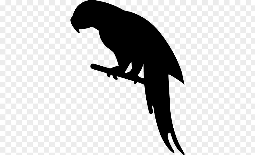 Parrot Bird Chinchilla Silhouette PNG