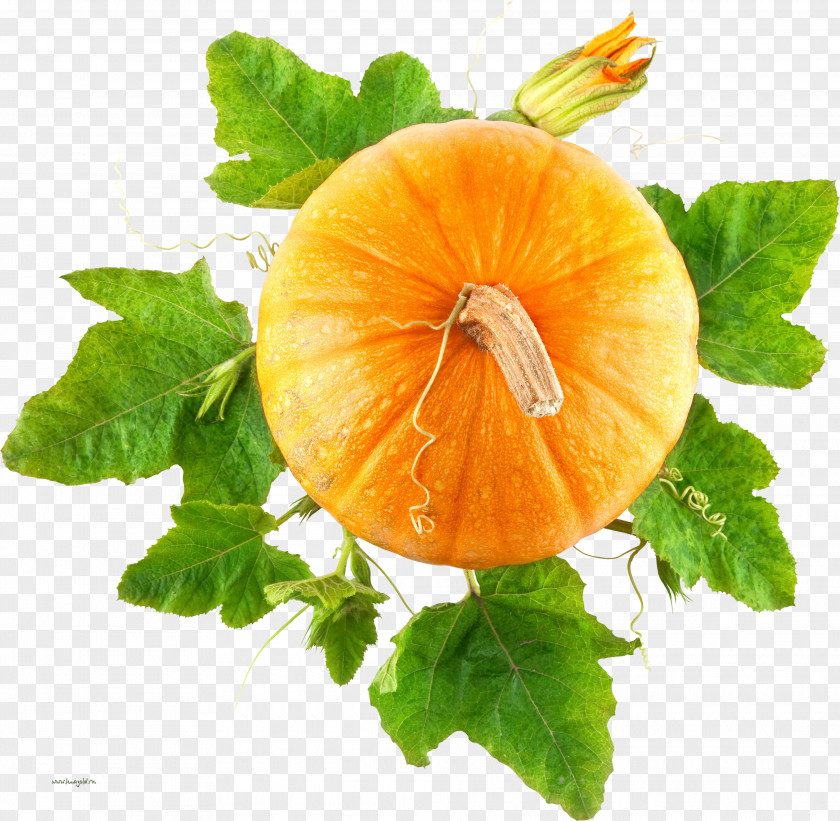 Pumpkin Bread Vegetable Leaf PNG