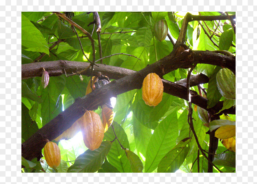 Tree Fruit PNG