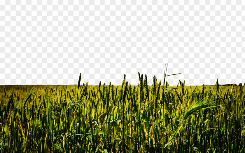 Agriculture Sky Grass Field Vegetation Plant Crop PNG