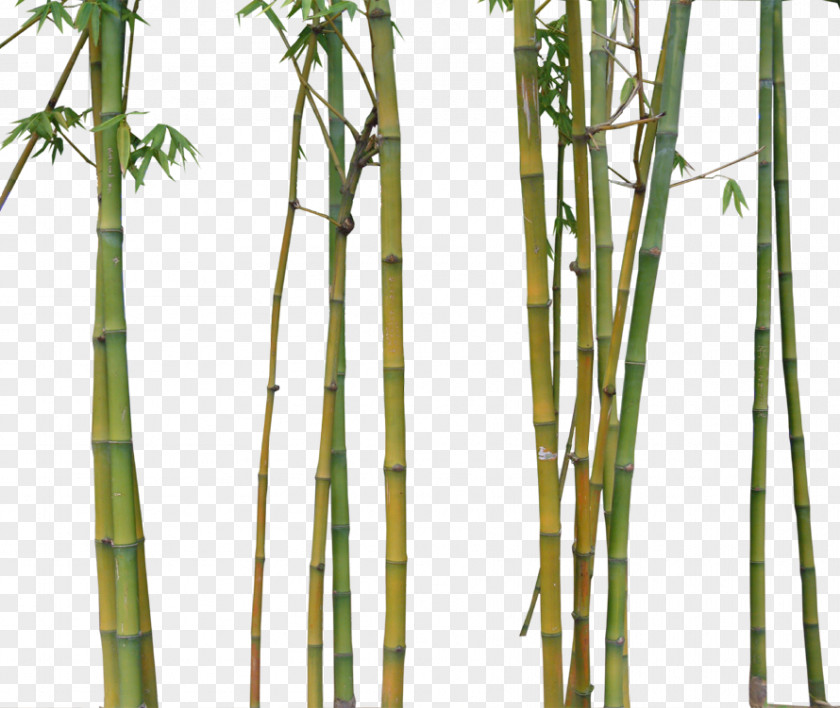 Bamboo Bamboe Euclidean Vector PNG