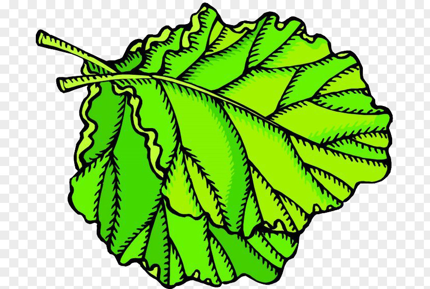 Cabbage Leaves Fruit Leaf Vegetable Animation Clip Art PNG