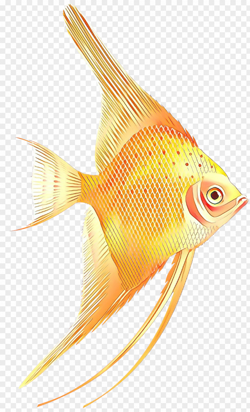 Fish Fin Pomacanthidae Goldfish PNG