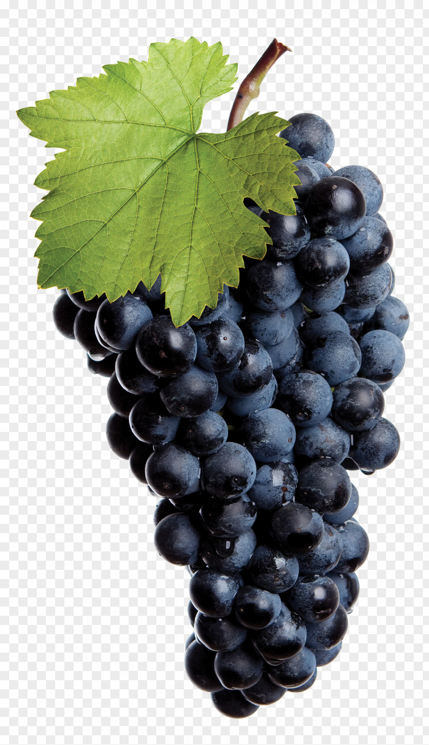 Purple Grape Logo Common Vine Red Wine White Isabella PNG