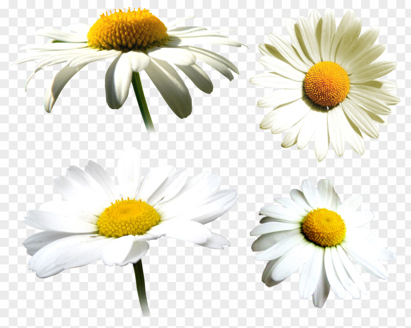 Chamomile Common Daisy Roman Oxeye Clip Art PNG