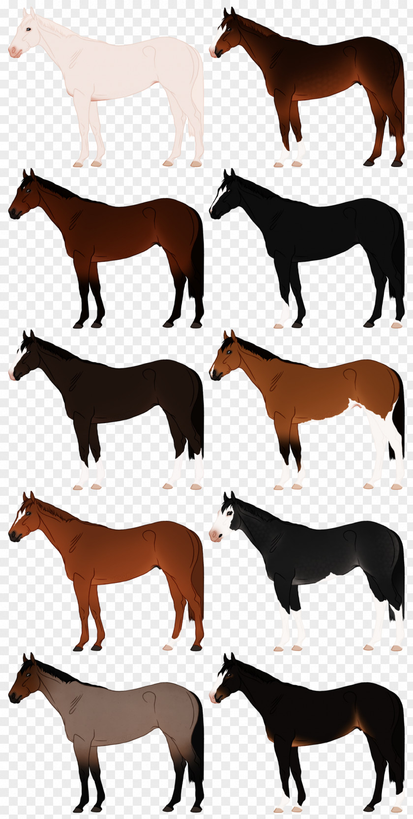 Painting Mule Mustang Donkey Blog PNG