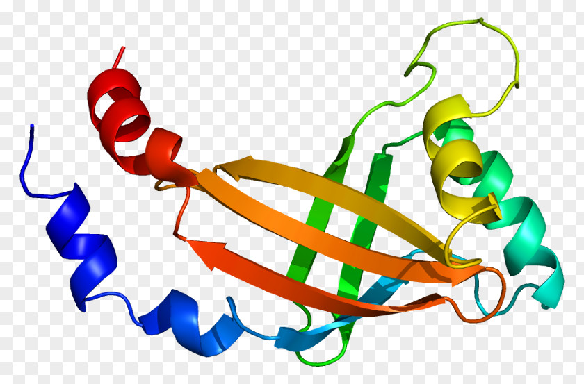 RUNX1 CBFB RUNX2 Core Binding Factor Protein PNG