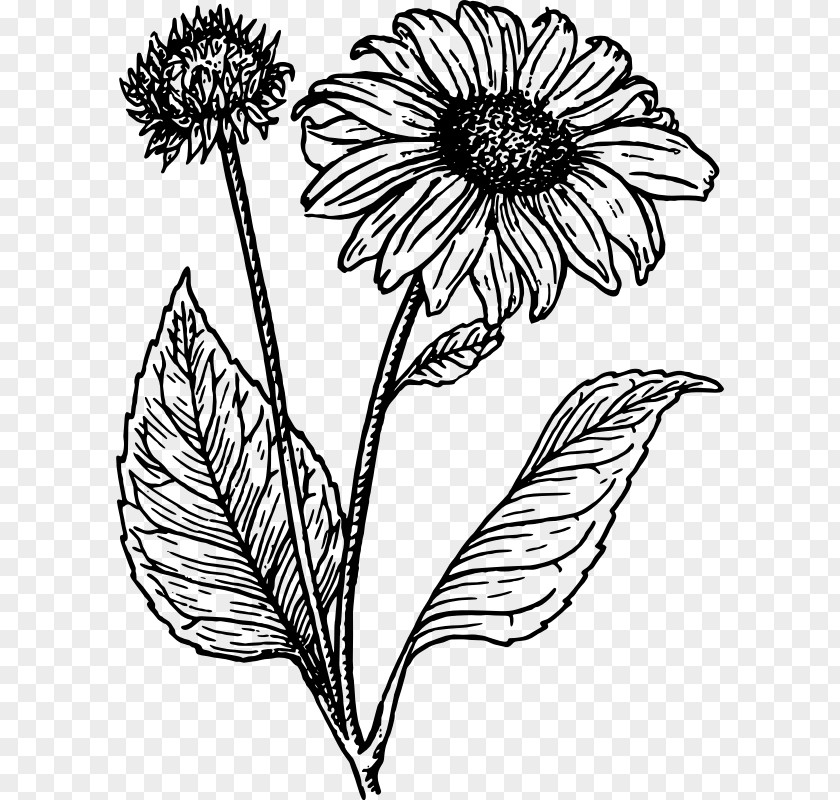 Sunflower Leaf Drawing Line Art Common Clip PNG