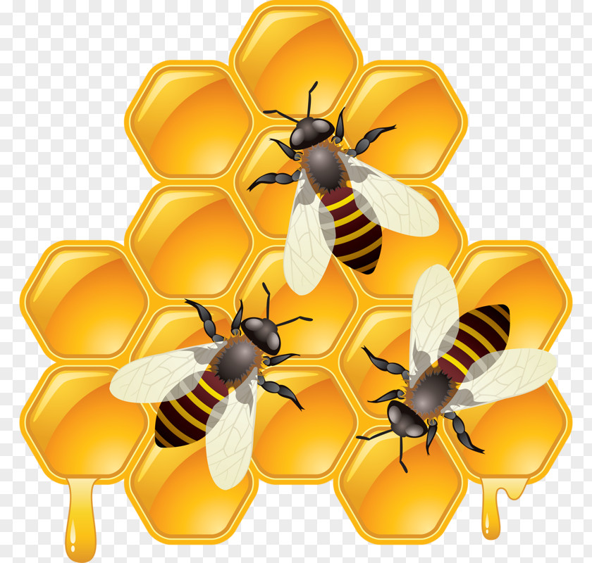 The Honey Bee Shutterstock Compound Clip Art PNG