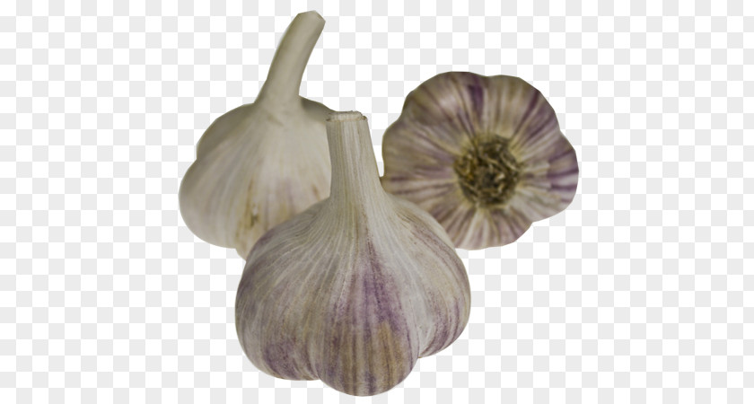 When To Harvest Garlic Cultivar Onion Dobrodar Seed PNG