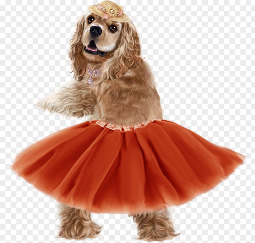 Afrikaans English Cocker Spaniel Goeie More Girl PNG Girl, cocker spaniel clipart PNG