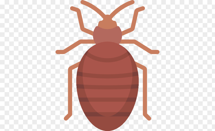 Beetle Bed Bug Bite Control Techniques Bedbug Pest PNG