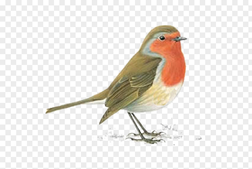 Bird Watercolor European Robin American Northern Cardinal PNG