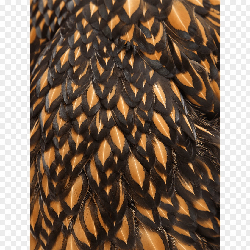 Colored Ostrich Feathers Close-up Feather PNG