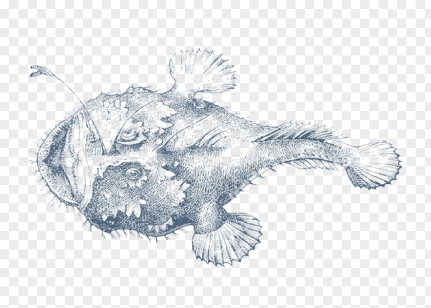 Fish Frogfishes Drawing Fishing PNG