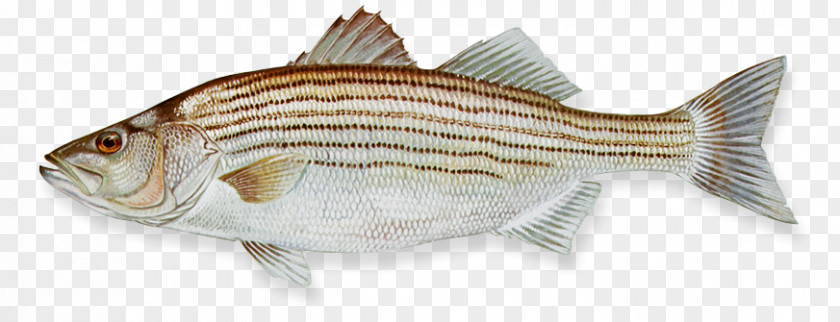 Fishing Lake Hybrid Striped Bass PNG