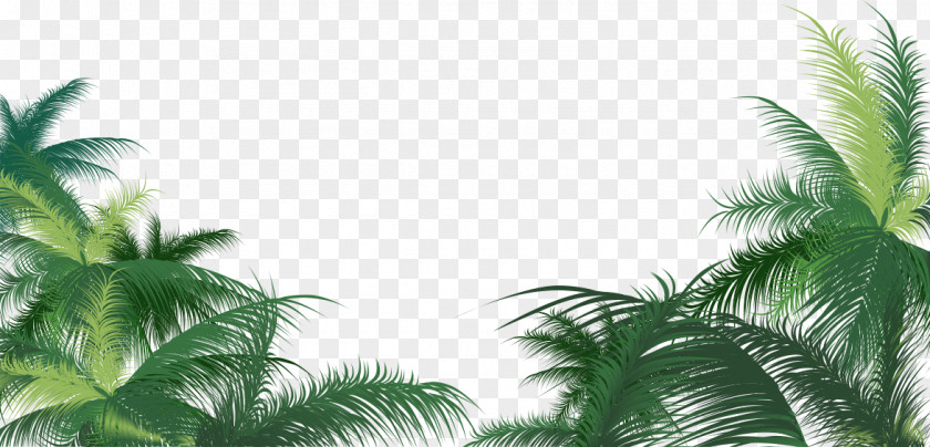 Green Palm Leaves Arecaceae Leaf Areca PNG