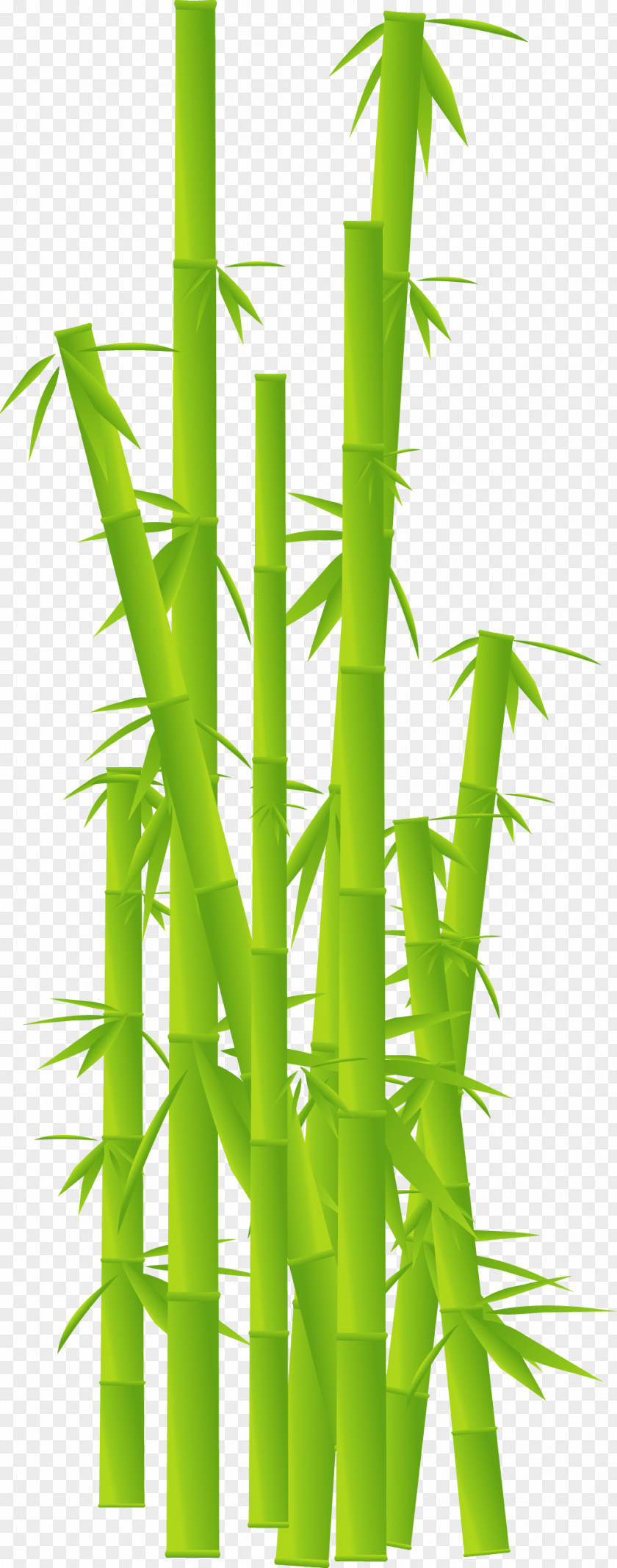 Leaf Tropical Woody Bamboos Plant Stem Clip Art PNG