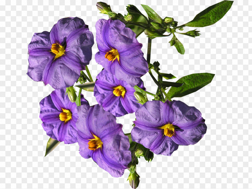 Purple Flower Shrub PNG