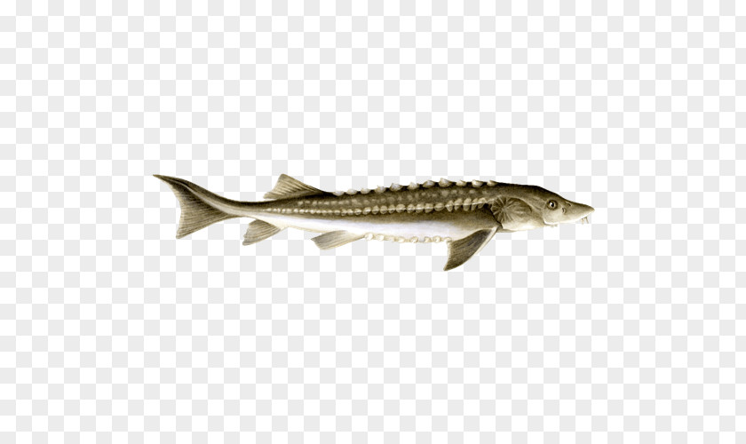 Cod 09777 Caviar Sturgeon Salmon PNG