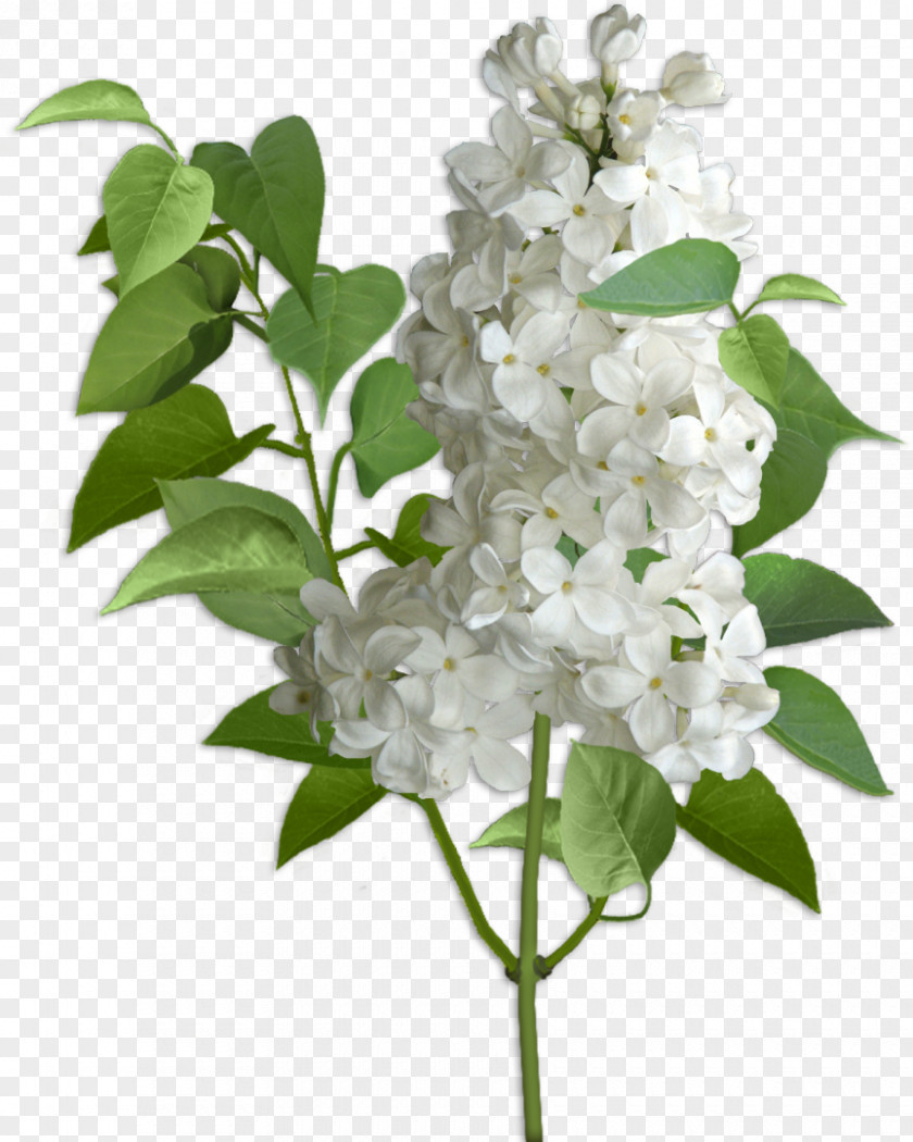 Lilac Hydrangea Cut Flowers Violet PNG