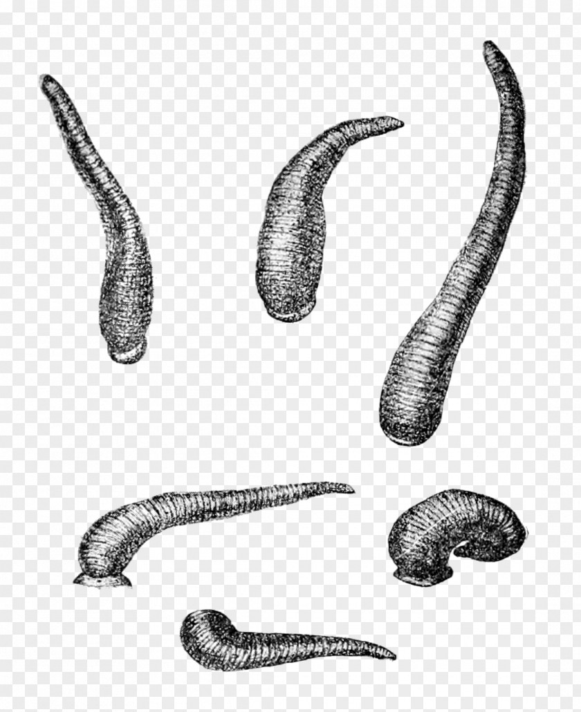 Movements Worm Limnatis Nilotica Leech Wikipedia Hirudinidae PNG