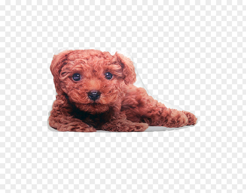 Puppy Toy Poodle Miniature Schnoodle Cockapoo Goldendoodle PNG