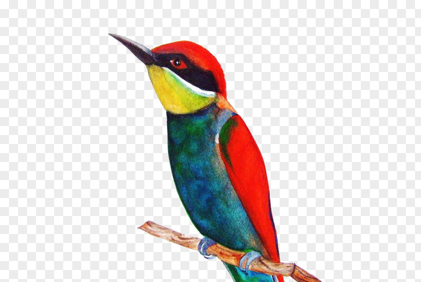 Red Sparrow Bird Watercolor Painting Drawing PNG