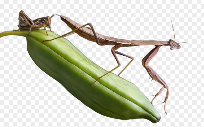 Grasshopper Nepenthes Mantidae Insect Mantis Plant PNG