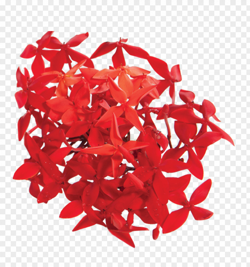 Ixora Coccinea Red Petal Infant Flower PNG