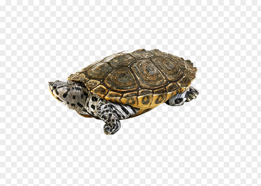 Tortuga Box Turtles Tortoise PNG